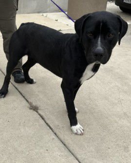 LEO - Labrador Retriever / Pit Bull Terrier available for adoption