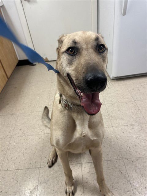 JAX - German Shepherd Dog / Great Dane available for adoption