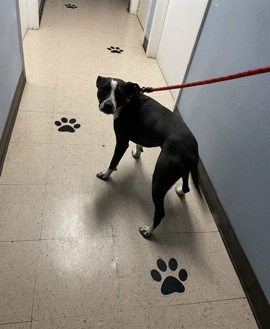 MINI MOO - American Staffordshire Terrier available for adoption