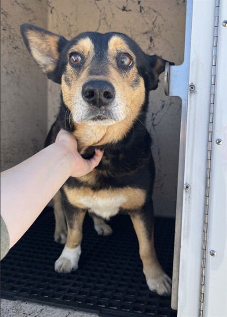 CHARLES - German Shepherd Dog / Cardigan Welsh Corgi available for adoption
