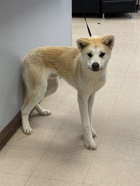 LOKI Image