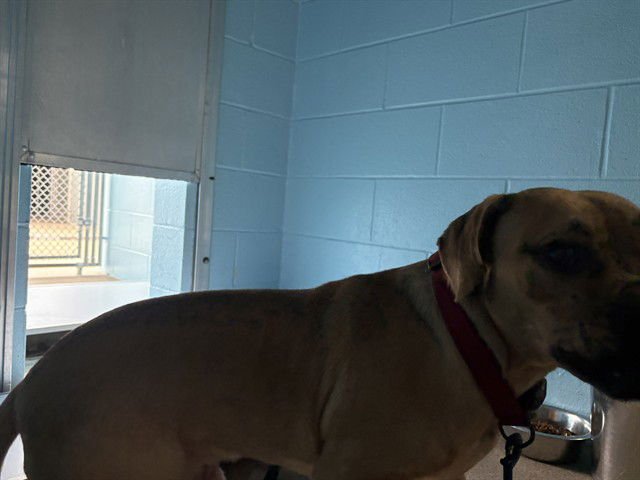 CLAY - Redbone Coonhound available for adoption