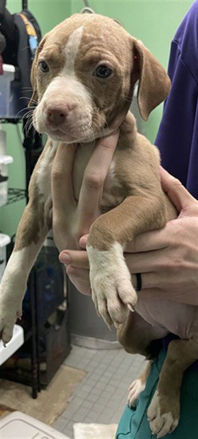 STORM - Pit Bull Terrier available for adoption