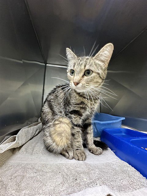 UNKNOWN - Domestic Short Hair available for adoption