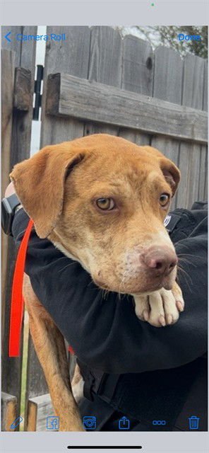 MARS - Plott Hound available for adoption