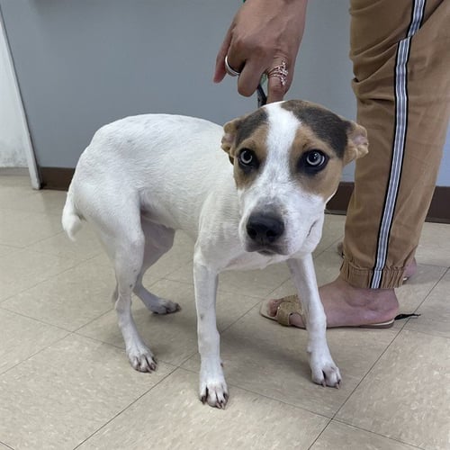 KASH - Catahoula Leopard Dog available for adoption