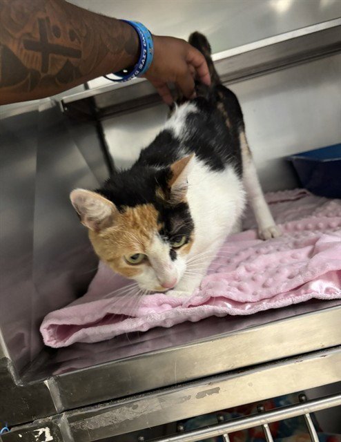 FUNFETTI - Domestic Short Hair available for adoption