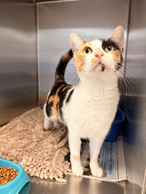 FUNFETTI - Domestic Short Hair available for adoption