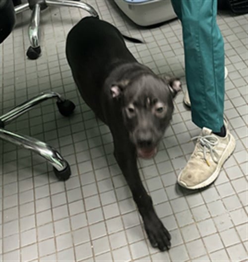 COAL - Labrador Retriever available for adoption