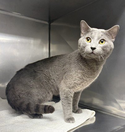 IROH - Domestic Short Hair available for adoption