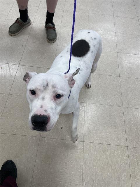 CHAPO - Pit Bull Terrier available for adoption