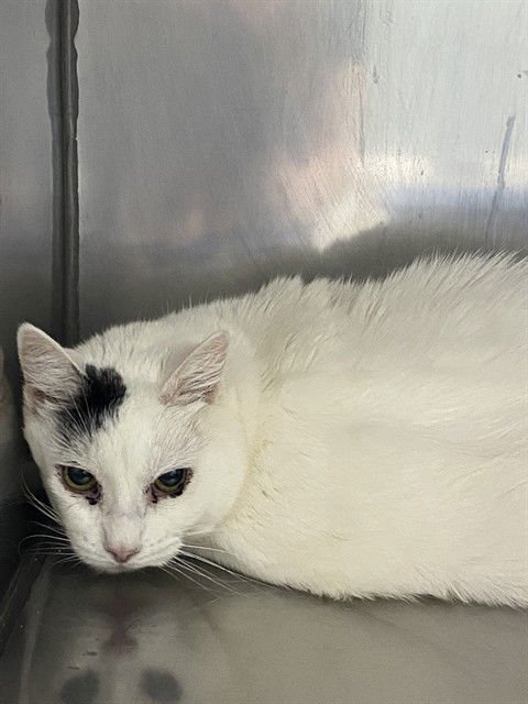 ARTEMIS - Domestic Short Hair available for adoption