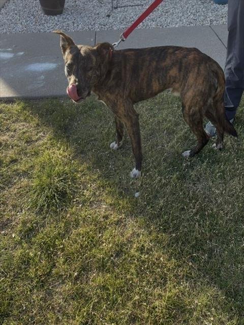 DIRK - Dutch Shepherd available for adoption