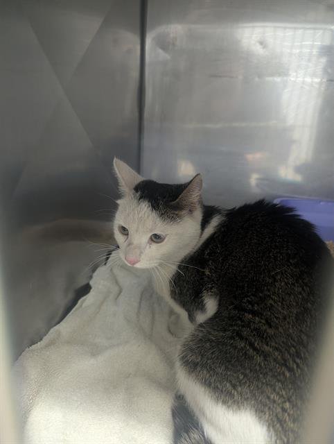 PICKLES - Domestic Short Hair available for adoption