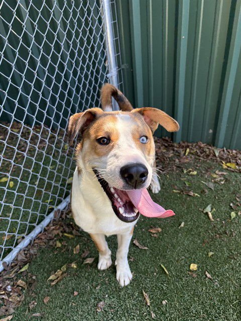 ARES - Great Pyrenees / Husky available for adoption