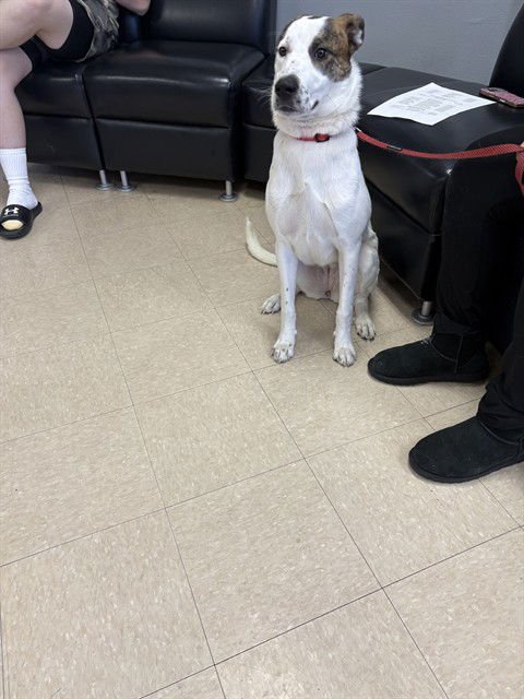 VIXY - Parson Russell Terrier available for adoption