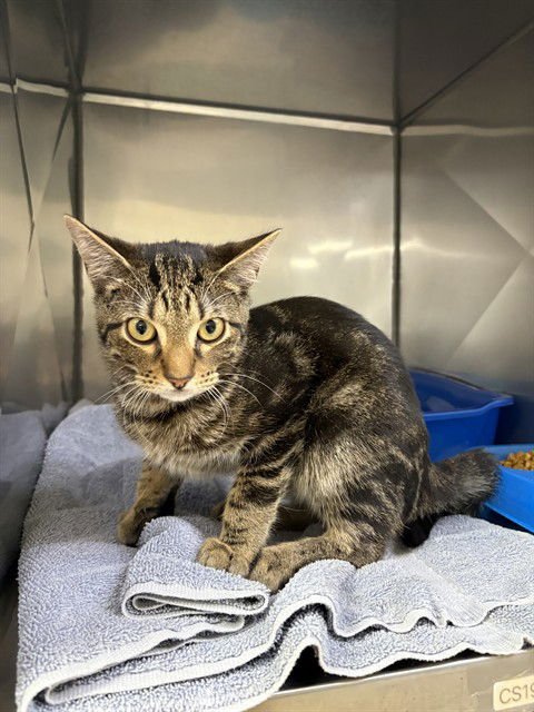 MANGO - Domestic Short Hair available for adoption