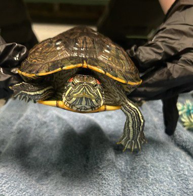 TURTLE 1 Image