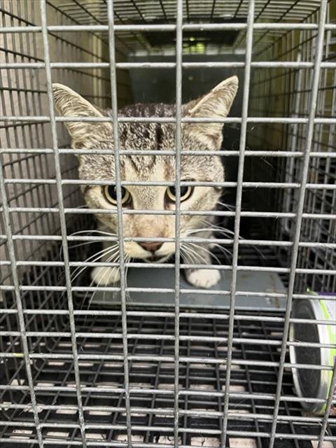 STRAY HOLD - Domestic Short Hair available for adoption