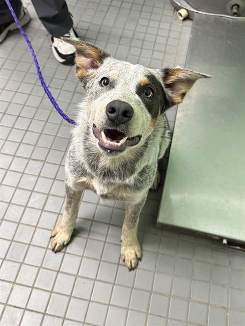 SALSA - Australian Cattle Dog/Blue Heeler available for adoption