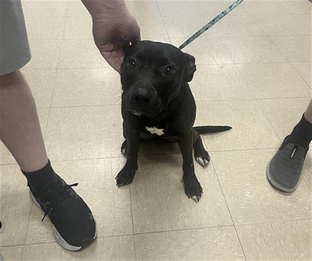 DIAMOND - Pit Bull Terrier available for adoption