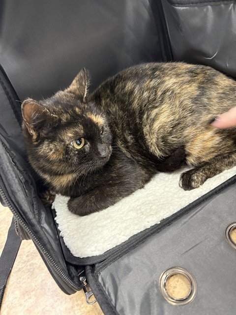 CALLIE - Domestic Short Hair available for adoption