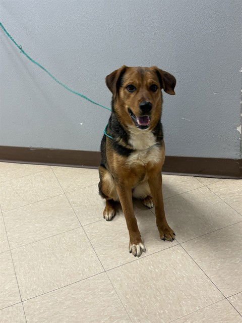 MISSY - Australian Shepherd available for adoption