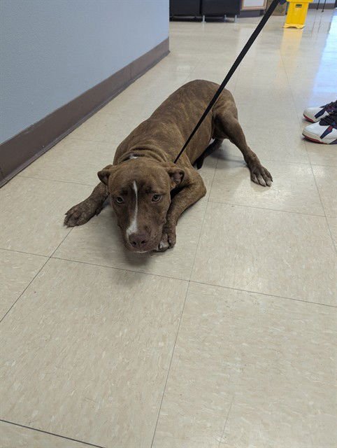 SODA PUP - Pit Bull Terrier available for adoption