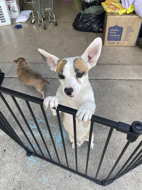 NASCAR - Parson Russell Terrier available for adoption