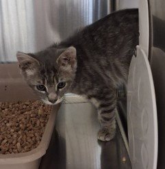 MAGNOLIA Image