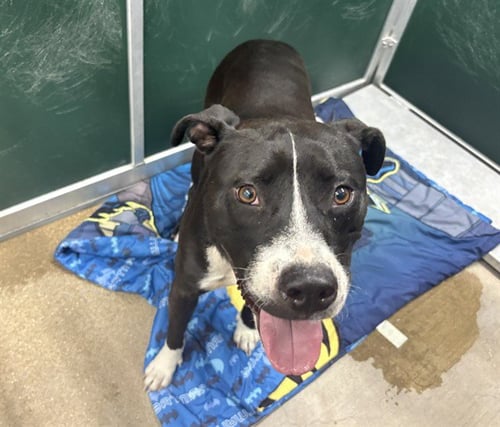 MAX - Pit Bull Terrier available for adoption