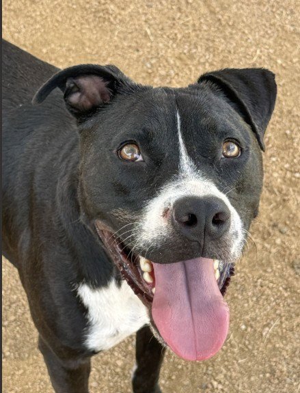 MAX - Pit Bull Terrier for adoption in Killeen