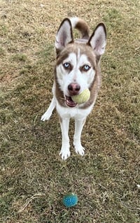 MAX - Photo 1