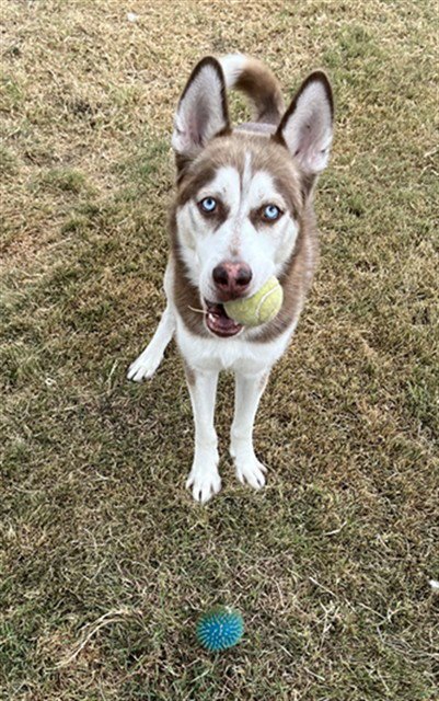 MAX - Siberian Husky for adoption in Killeen