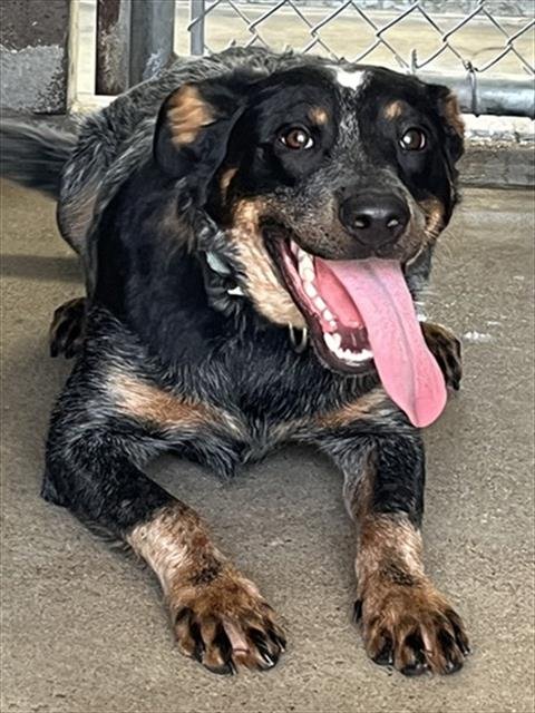 BEAR - Australian Cattle Dog/Blue Heeler available for adoption