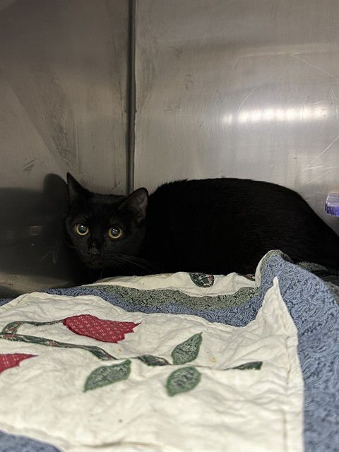 UNKNOWN - Domestic Short Hair available for adoption