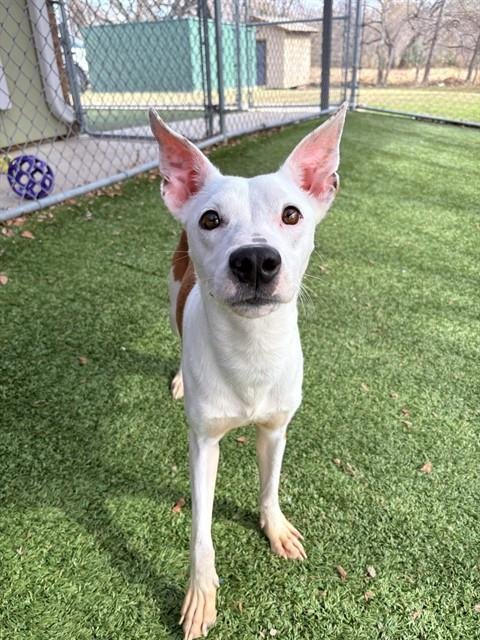 CHOP - Pit Bull Terrier available for adoption