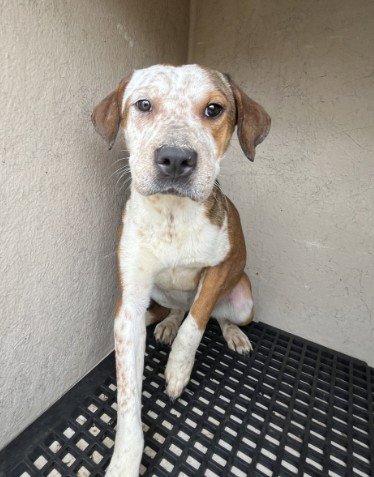 MIMI - Black Mouth Cur available for adoption