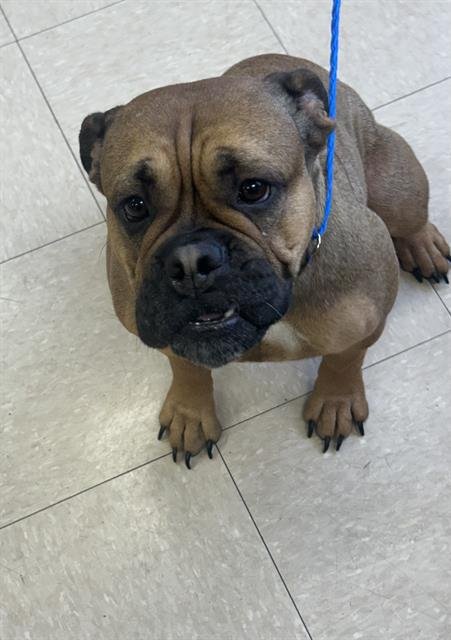 COCO - Bulldog available for adoption