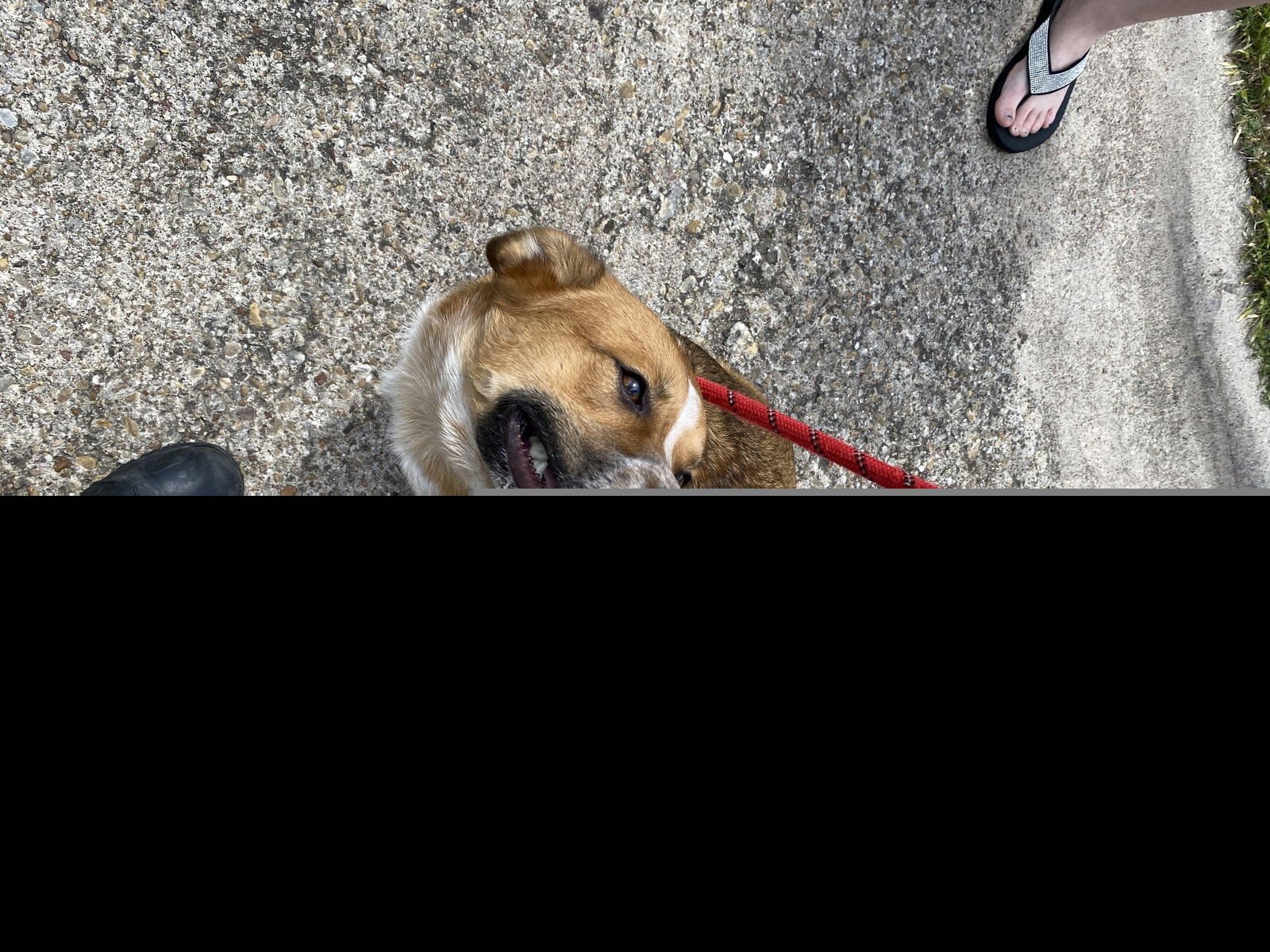 ZACKARI - Australian Cattle Dog/Blue Heeler available for adoption