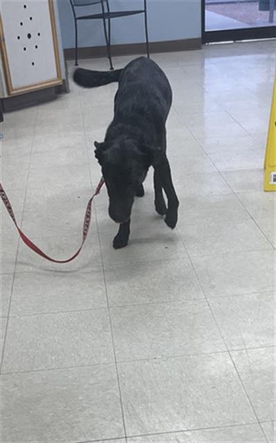 BANDIT - German Shepherd Dog / Dutch Shepherd available for adoption