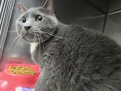 LUNA - Domestic Short Hair available for adoption