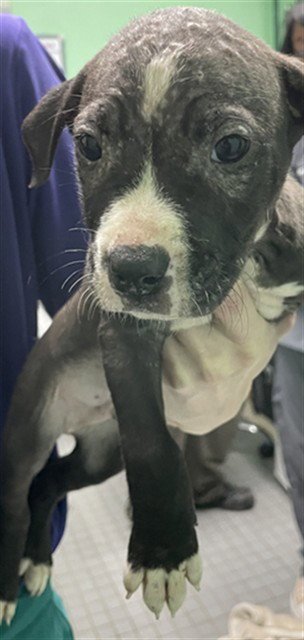 CLOUD - Pit Bull Terrier available for adoption