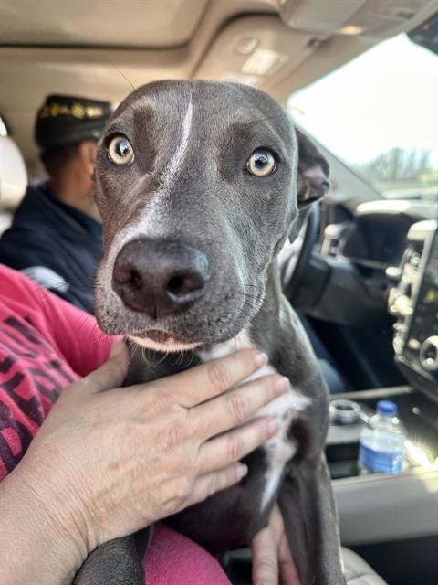 SELENA - Pit Bull Terrier available for adoption