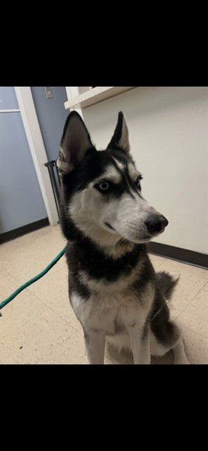 SNOW - Siberian Husky available for adoption