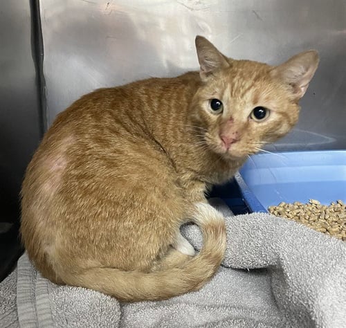 NUGGET - Domestic Short Hair available for adoption