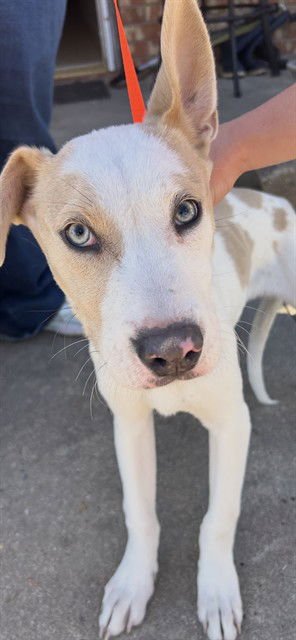 BOLT - Pit Bull Terrier available for adoption