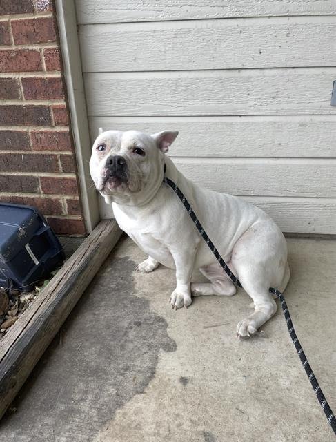 TAQUITO - American Bulldog available for adoption