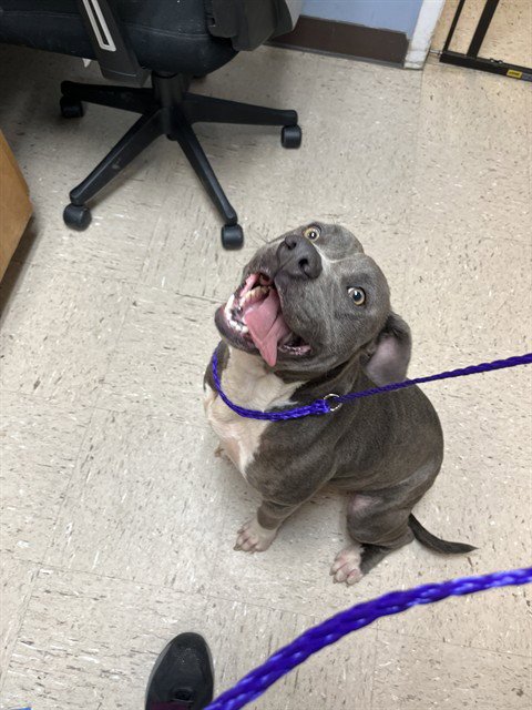 KIMCHI - Pit Bull Terrier available for adoption