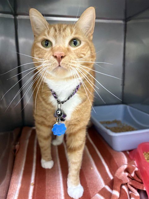 ROYAL - Domestic Short Hair available for adoption